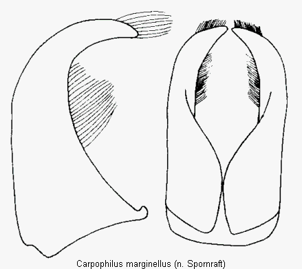 carpophilus_marginellus.gif