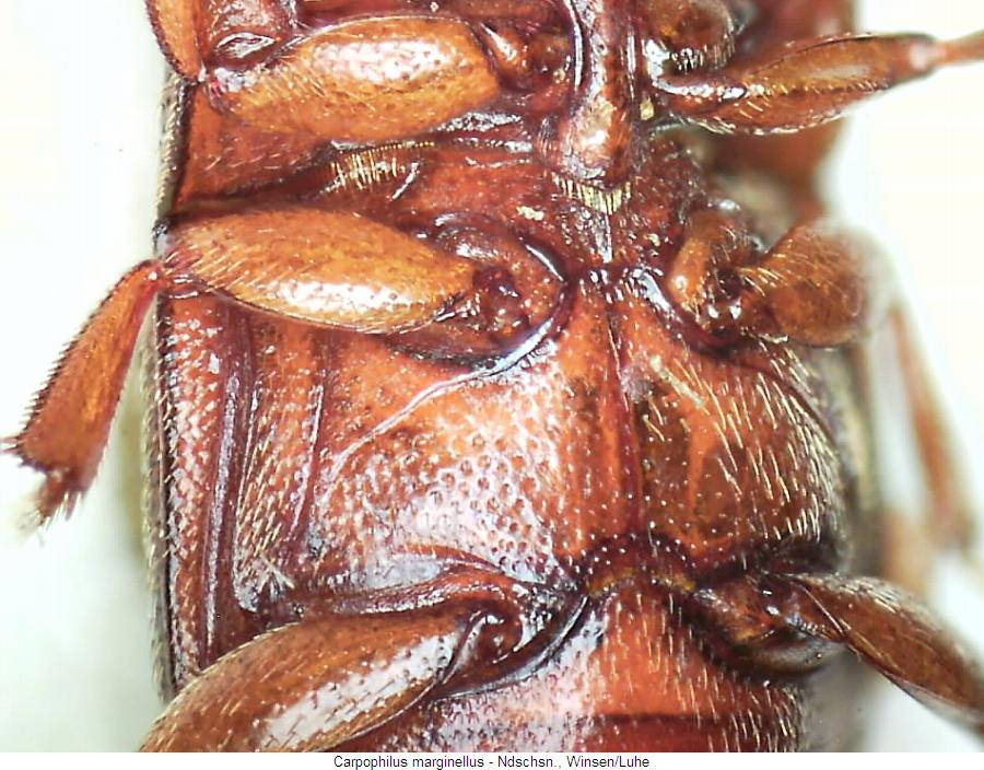 carpophilus_marginellus_hbr.jpg