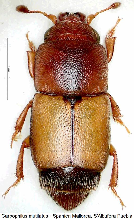 carpophilus_mutilatus_hab.jpg