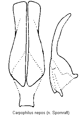 carpophilus_nepos.gif