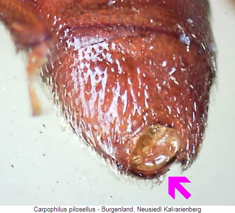 carpophilus_pilosellus_hlb.jpg