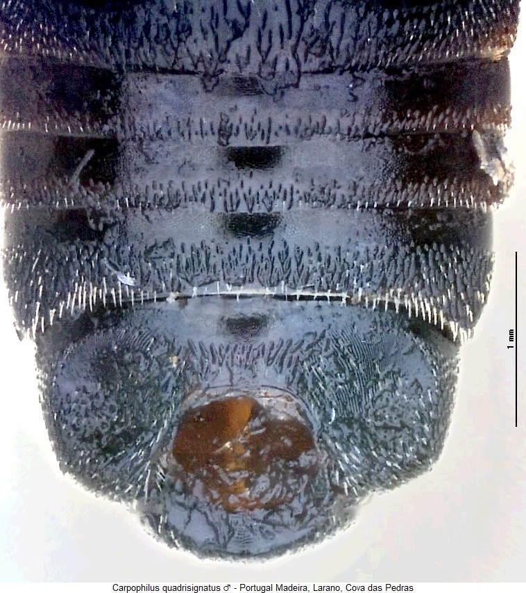 carpophilus_quadrisignatus_abd.jpg