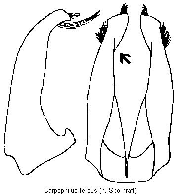 carpophilus_tersus.gif