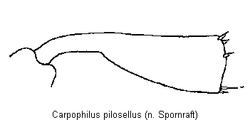carpophilus_truncatus_hschn.gif