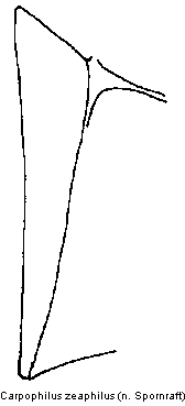 carpophilus_zeaphilus_mbr.gif