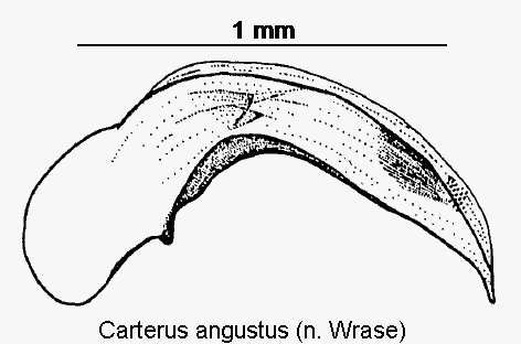 carterus_angustus.gif