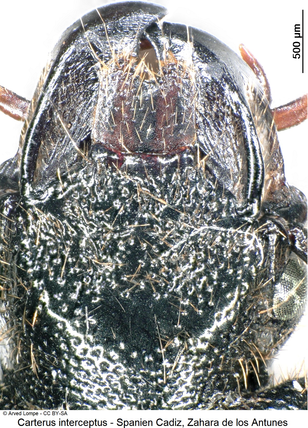 carterus_interceptus_ck31519682_k-1.jpg