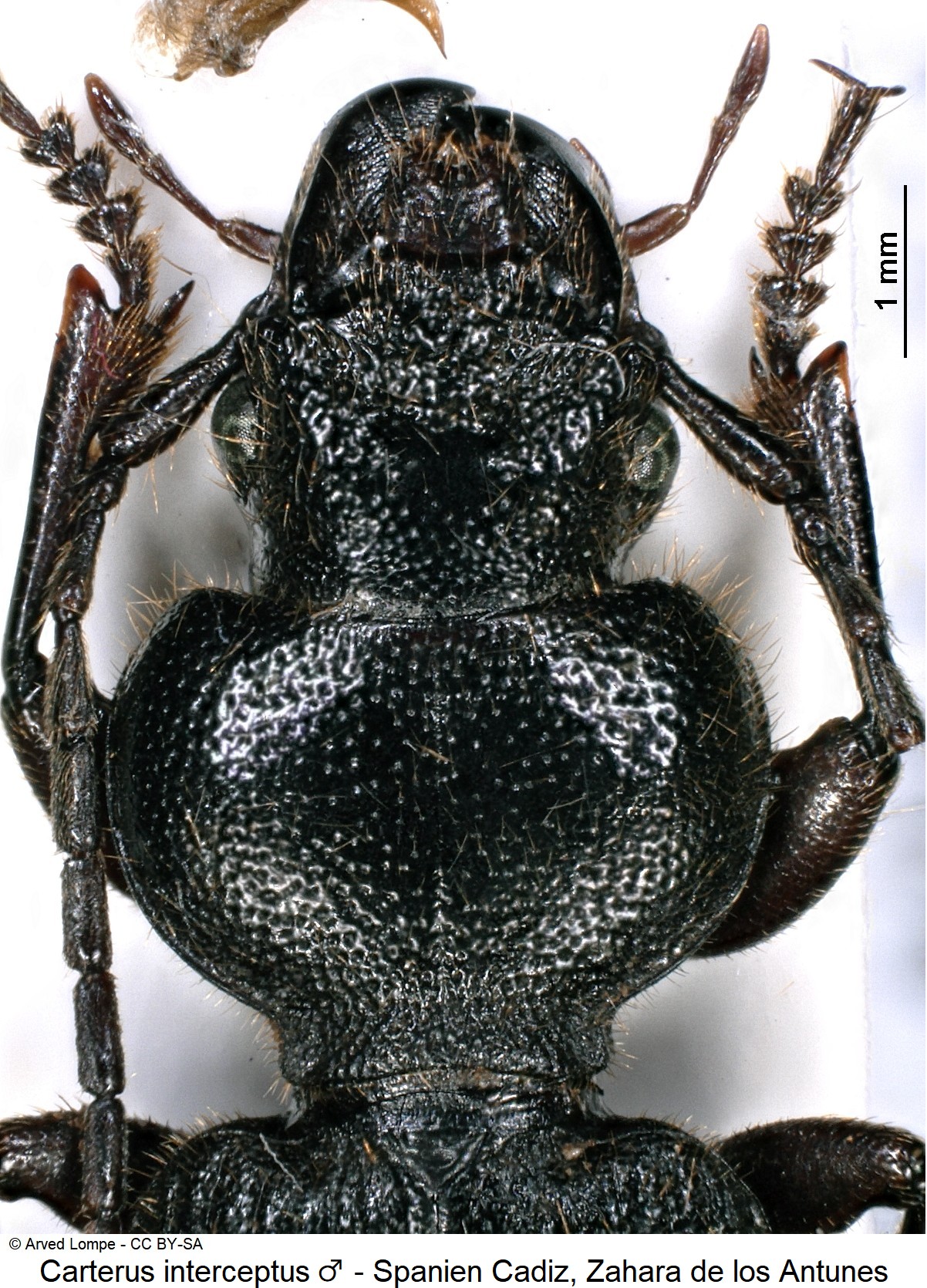 carterus_interceptus_ck31519682_vk.jpg
