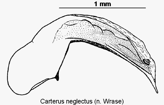 carterus_neglectus.gif