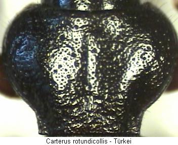 carterus_rotundicollis_hsch.jpg