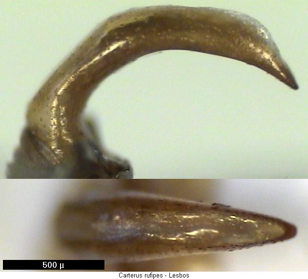 carterus_rufipes.jpg