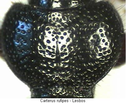carterus_rufipes_hsch.jpg