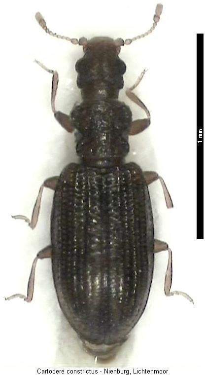 cartodere_constrictus_hab.jpg