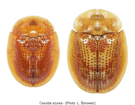 cassida_azurea.jpg
