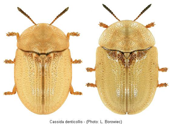 cassida_denticollis.jpg
