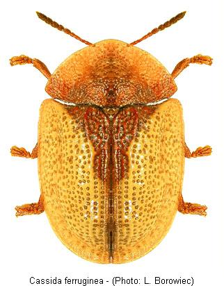 cassida_ferruginea.jpg