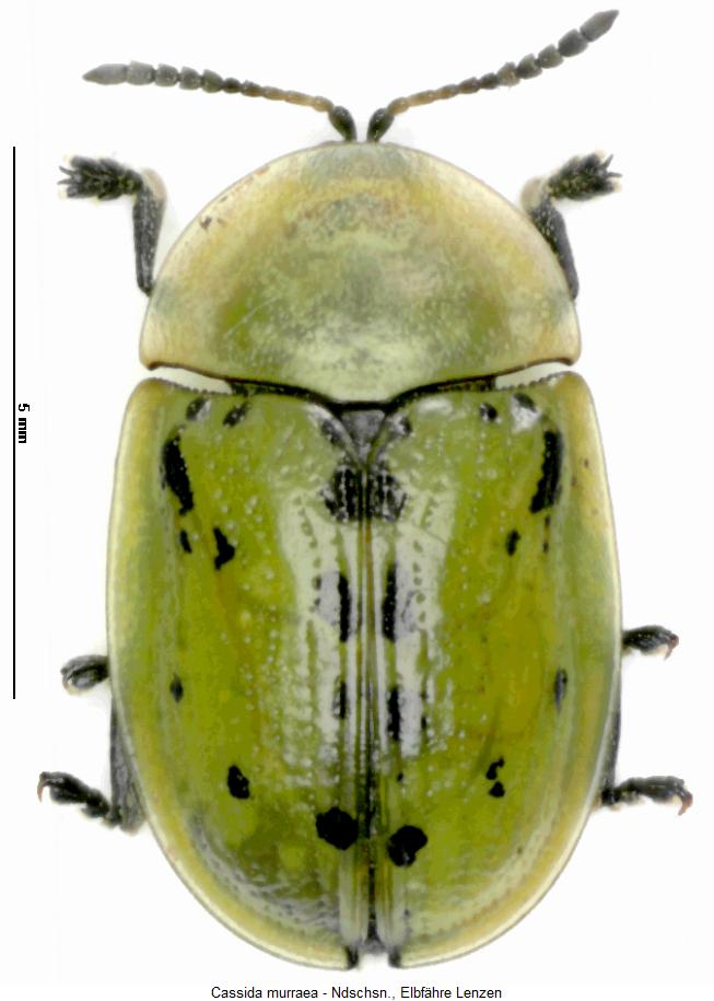 cassida_murraea_hab.jpg