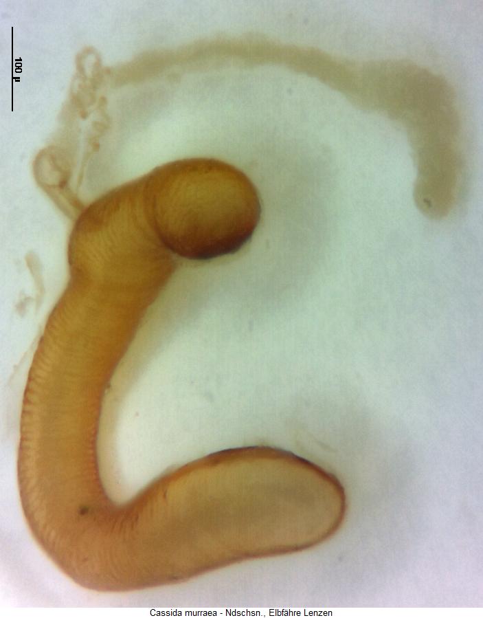 cassida_murraea_sperm.jpg