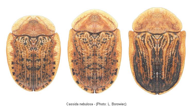 cassida_nebulosa.jpg