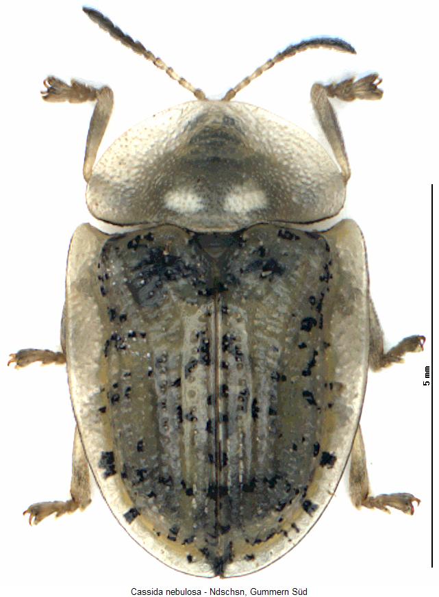 cassida_nebulosa_hab.jpg