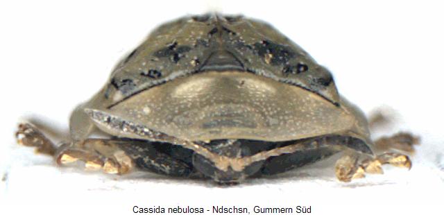 cassida_nebulosa_va.jpg