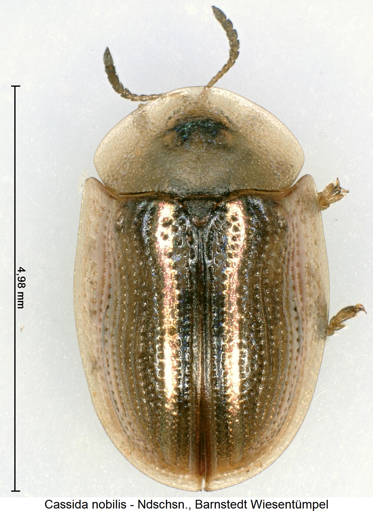 cassida_nobilis_hab.jpg