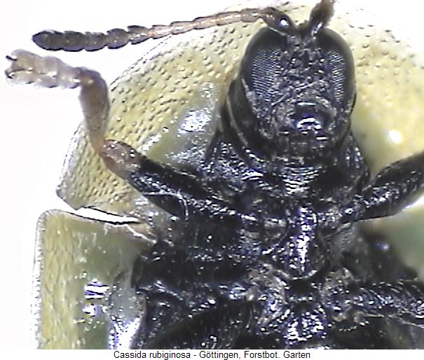 cassida_rubiginosa_us.jpg