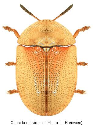 cassida_rufovirens.jpg