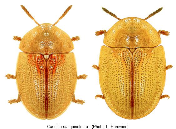 cassida_sanguinolenta.jpg