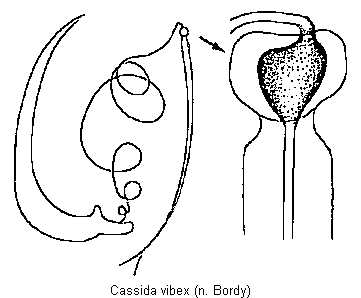 cassida_vibex.gif