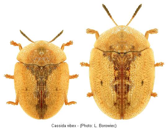 cassida_vibex_hab1.jpg