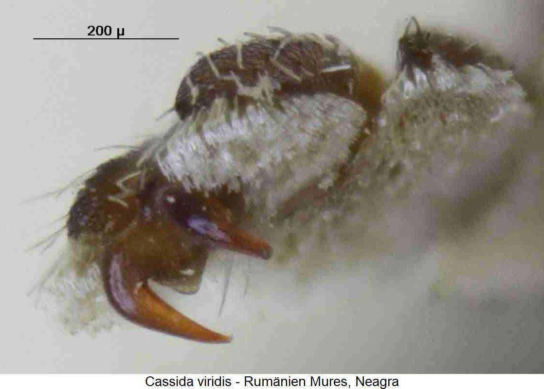 cassida_viridis_vtr.jpg