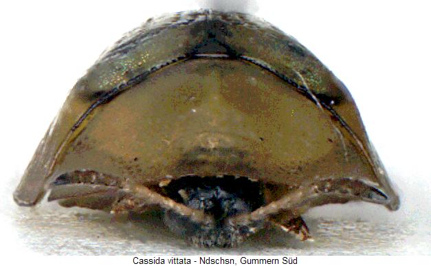 cassida_vittata_va.jpg