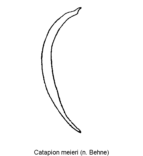 catapion_meieri.gif