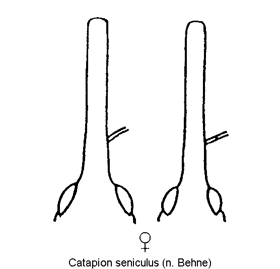 catapion_seniculus_k.gif