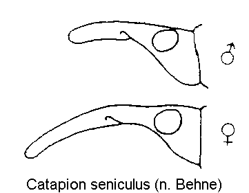 catapion_seniculus_k1.gif