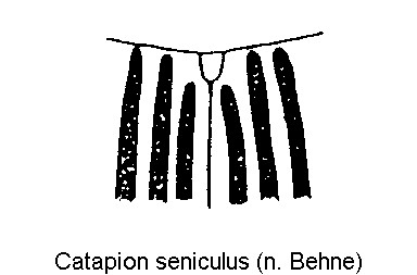 catapion_seniculus_scut.gif
