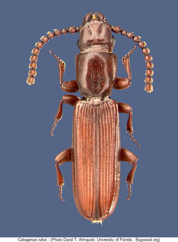 catogenus_rufus_hab.jpg