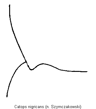 catops_nigricans_hsch.gif