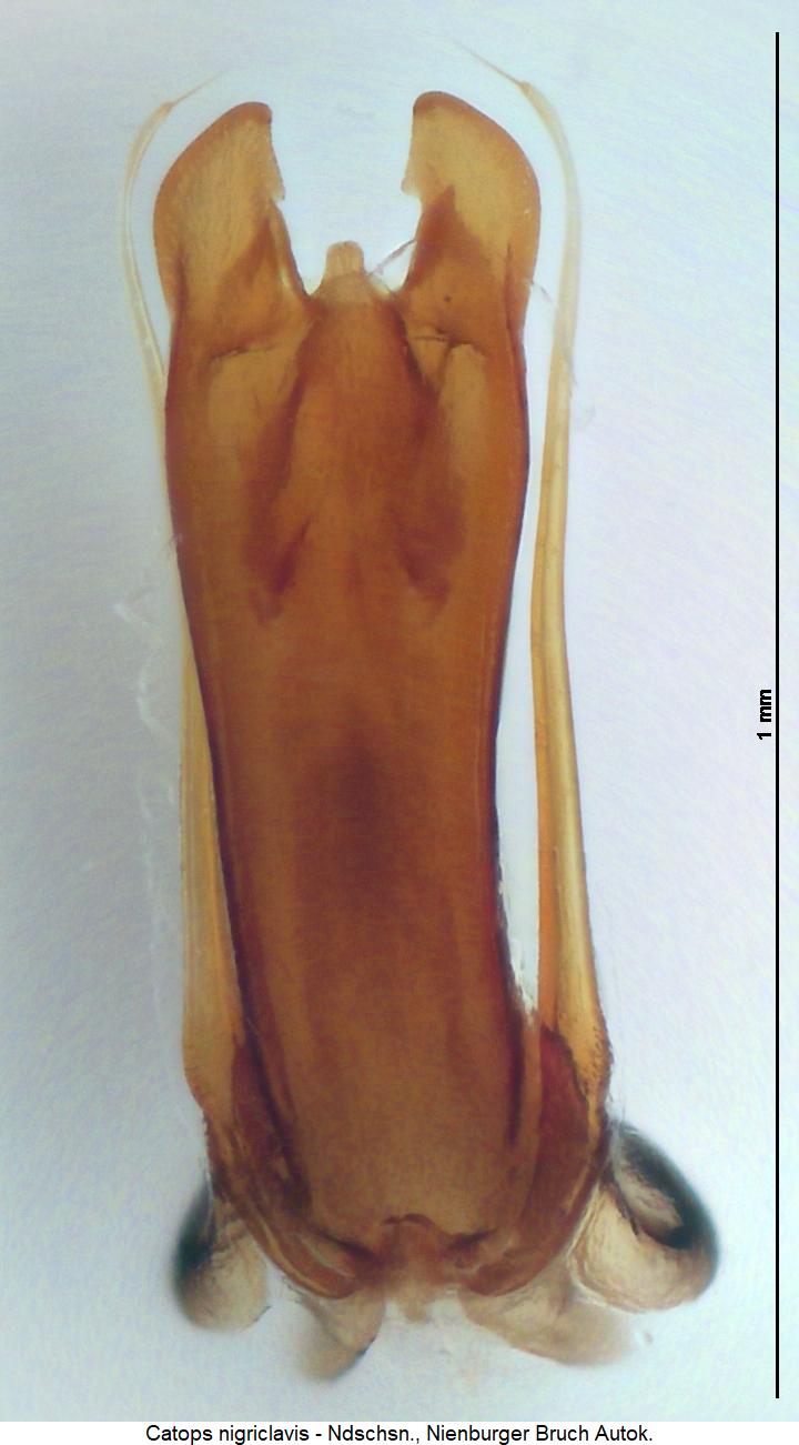 catops_nigriclavis.jpg