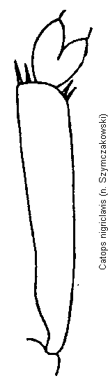 catops_nigriclavis_vschn.gif