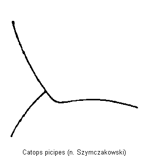 catops_picipes_hsch.gif