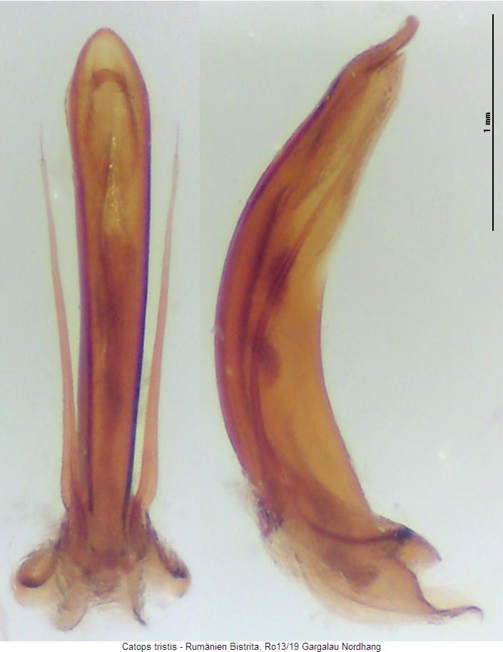 catops_tristis.jpg