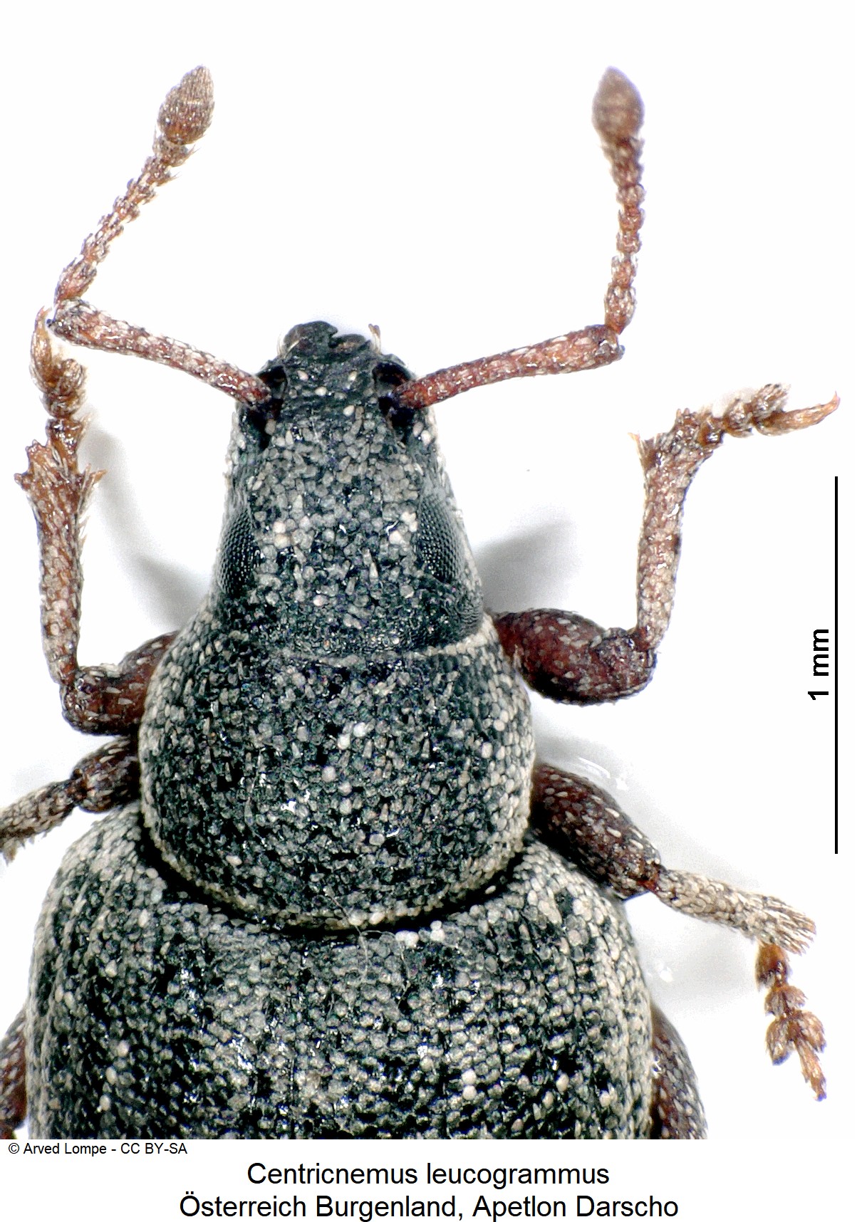 centricnemus_leucogrammus_ck32033790_vk.jpg