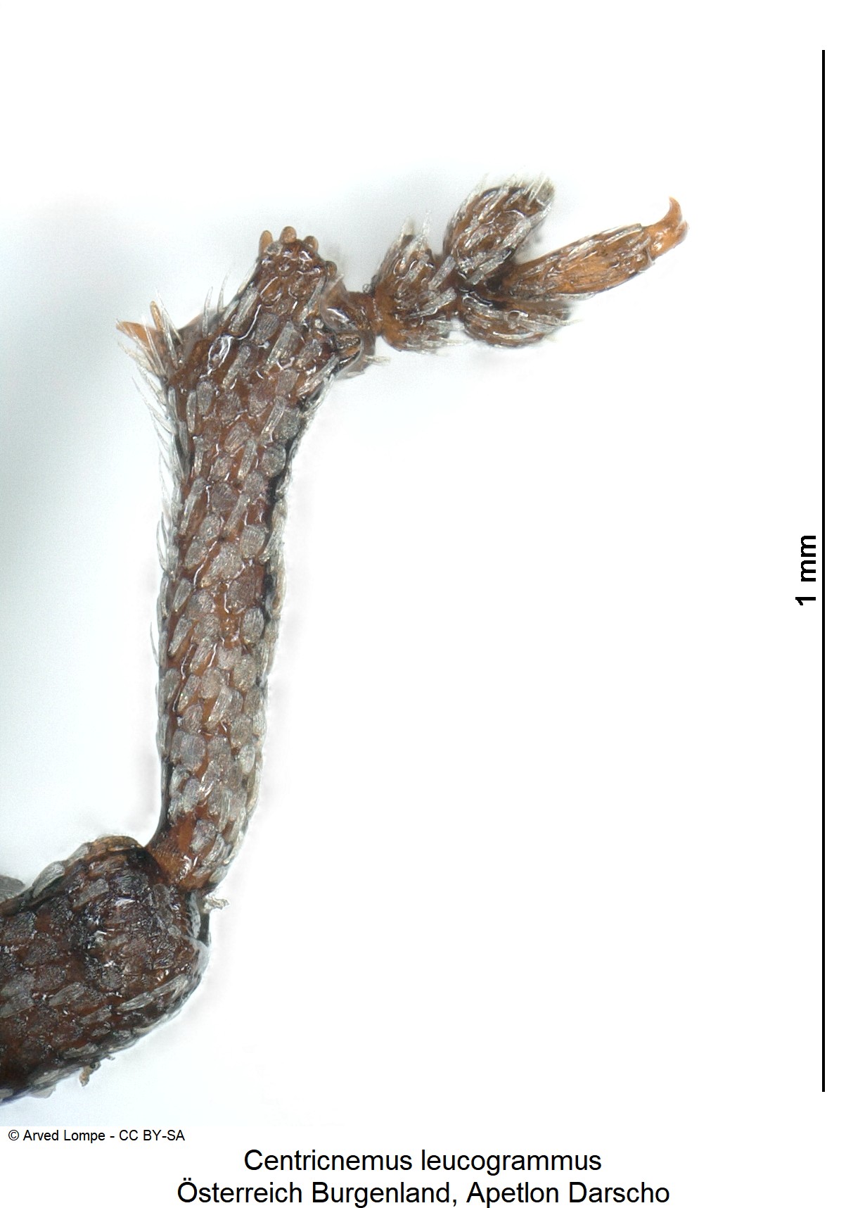 centricnemus_leucogrammus_ck32033790_vschn.jpg