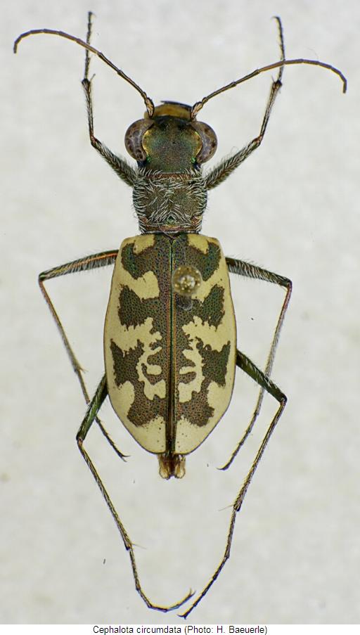 cephalota_circumdata_hab.jpg