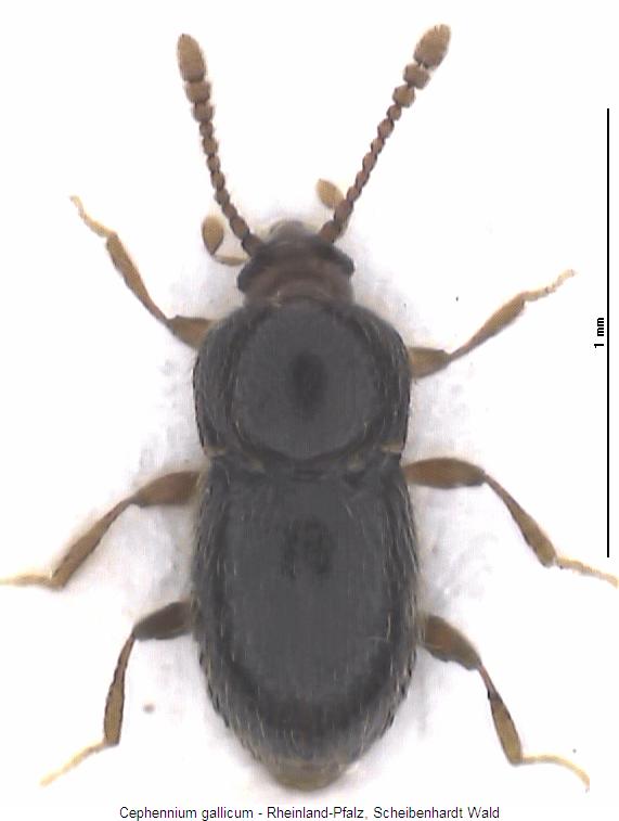 cephennium_gallicum_hab.jpg