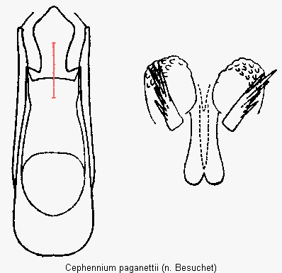 cephennium_paganettii.gif