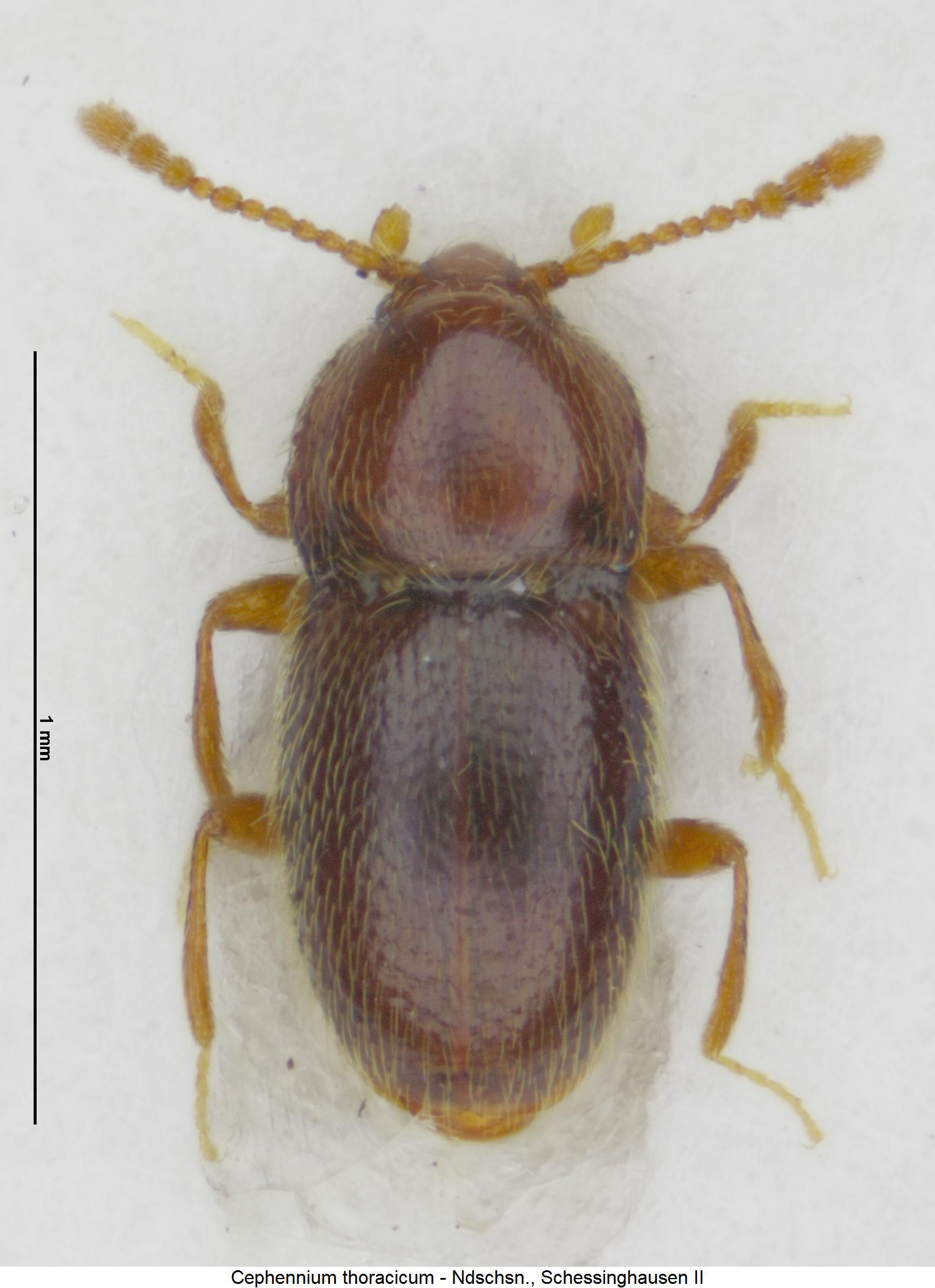 cephennium_thoracicum_hab.jpg