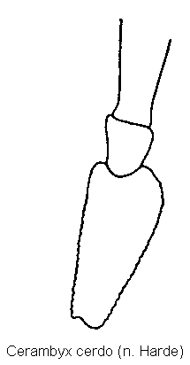 cerambyx_cerdo_f.gif